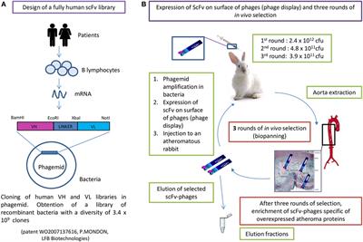 Pacific Biosciences Sequencing and IMGT/HighV-QUEST Analysis of Full-Length Single Chain Fragment Variable from an In Vivo Selected Phage-Display Combinatorial Library